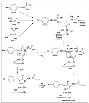 Рис. 2. Синтез хромофорной группы из трех аминокислот